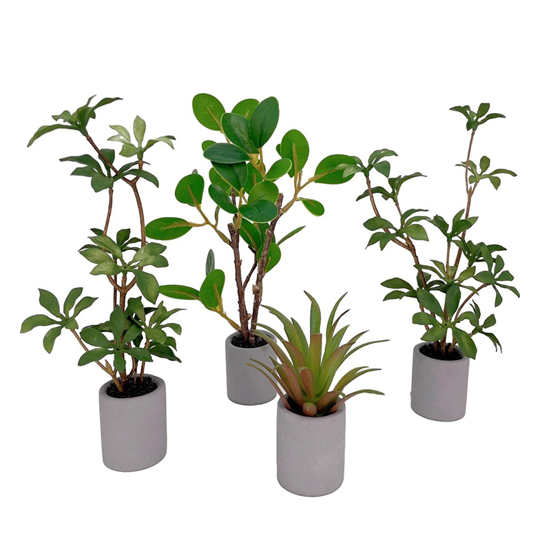 Bonsai Garden Kit - Planta en maceta en miniatura para
