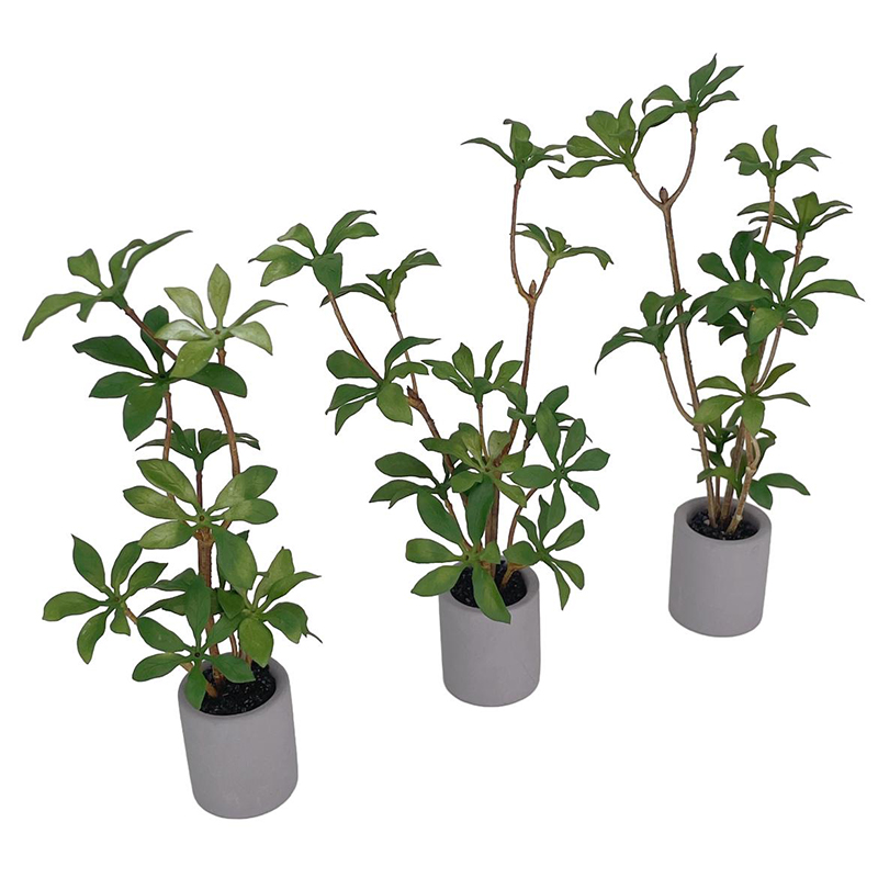 Planta en maceta en miniatura  - Bonsai Garden Kit reseña y precio