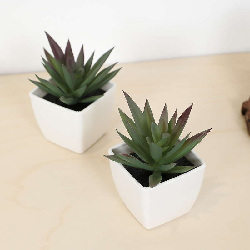 Mini taza de hadas suculenta A - Bonsai Garden Kit reseña y precio
