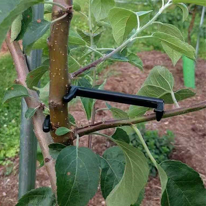 Clips para árboles frutales, s - Bonsai Garden Tools reseña y precio