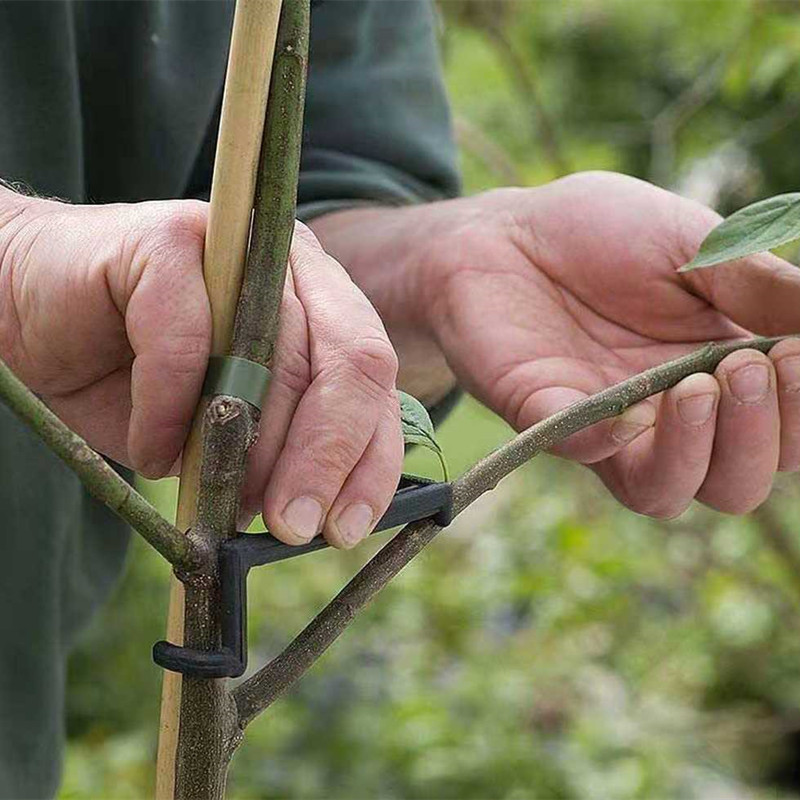 Clips para árboles frutales, s - Bonsai Garden Tools reseña y precio